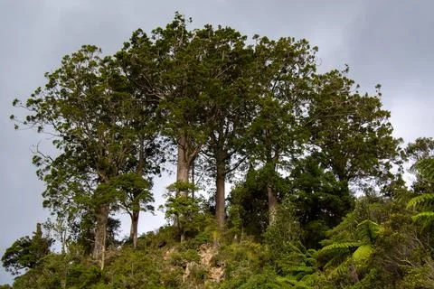 Cluster of Tall Trees on a Hillside Foto stock