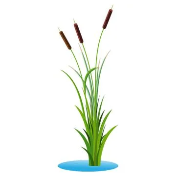 Cluster of three cattails reed stalks with leaves plant with grass 스톡 일러스트