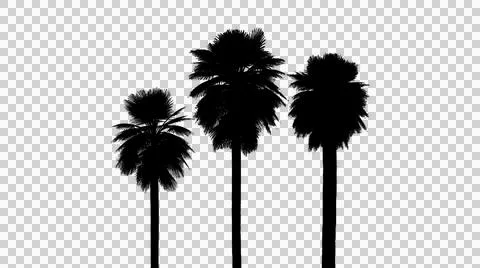 Cluster of three palm trees in a dynamic black silhouette isolated on trans.. イラスト素材
