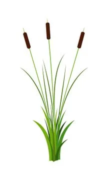 Cluster of three thin reed stalks with leaves plant with grass vector Illustrazione stock