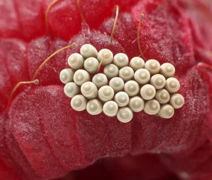 Cluster of Thyanta custator (Stink bug) eggs laid on a red raspberry. Focus sta Foto stock
