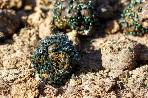 Cluster of tiny green flies on dark, textured soil Stock Photos