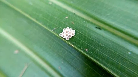 Cluster Of Tiny Hatched White Insect Eggs On Green Leaf 写真素材