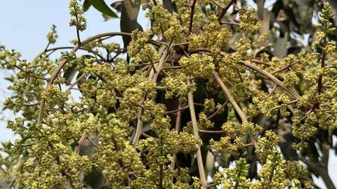 Cluster Of Tiny Mango Flower Buds On Branch Photos