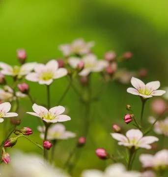 Cluster of tiny white and pink blossoms with bright yellow centers opening,.. 写真素材