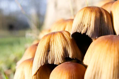 Cluster of toadstools growing at the bottom of a tree stump Foto stock
