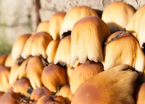 Cluster of toadstools growing at the bottom of a tree stump Stock Photos