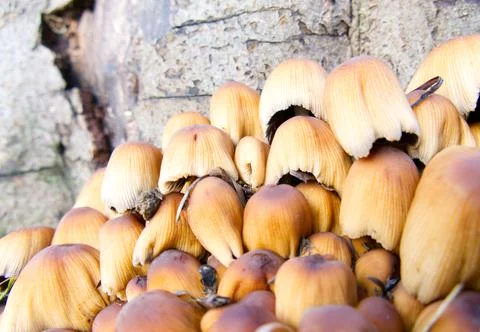 Cluster of toadstools growing at the bottom of a tree stump Foto stock