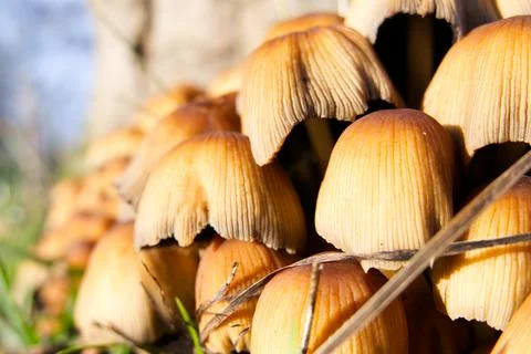 Cluster of toadstools growing at the bottom of a tree stump Stock Photos