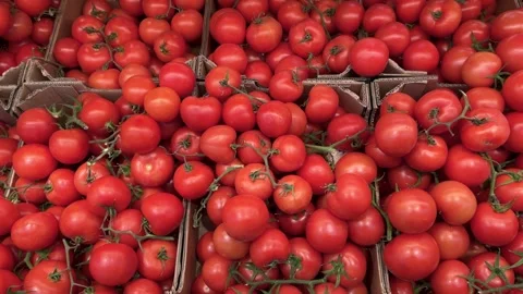Cluster tomatoes arranged in cardboard boxes at the greengrocer's Stock Footage 328957752