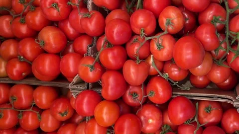 Cluster tomatoes arranged in cardboard boxes at the greengrocer's Stock Footage 329512186