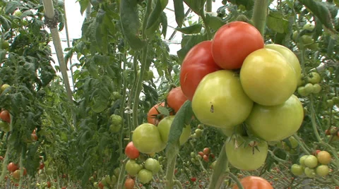 Cluster of tomatoes in greenhouse Stock Footage 35951273