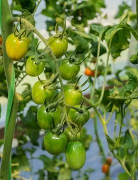 A cluster of tomatoes Stock Photos