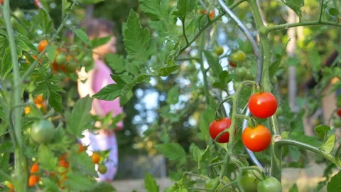 Cluster of tomatoes. Slow motion of little girl jumping and playing in the rain Stock Footage 112761905