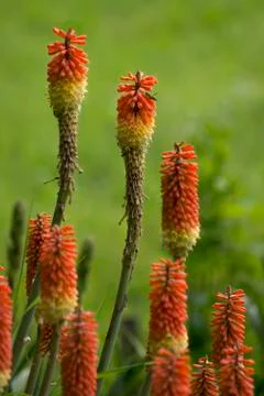 The Cluster Torch (Kniphofia uvaria) opens in the park. Stock Photos