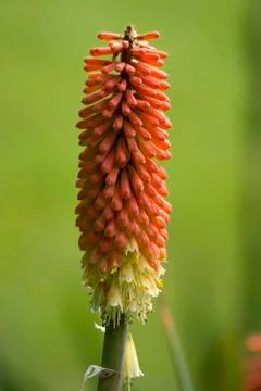 The Cluster Torch (Kniphofia uvaria) opens in the park. Stock Photos