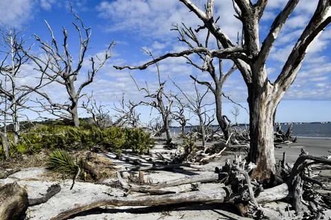 Cluster of trees by the beach Stock Photos