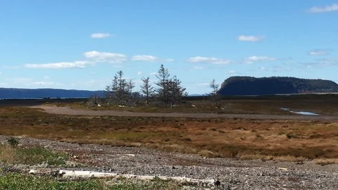 Cluster of Trees Stock Footage 89797817