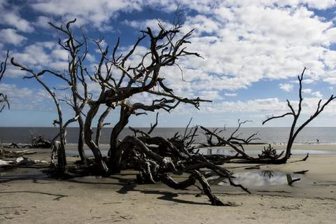 Cluster of trees Stock Photos