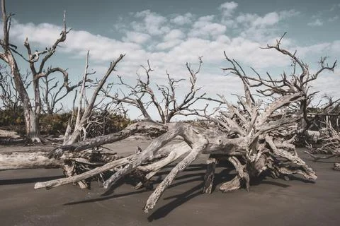 Cluster of trees in the sand Stock Photos