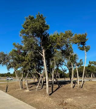 Cluster of trees stands in an open natural area under a clear blue sky Stock Photos