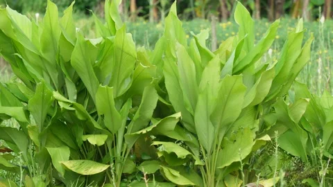 A cluster of turmeric plants Stock Footage 316246300