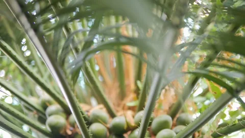A cluster of unripe berries can be seen adorning a tropical palm tree in the Stock Footage 288692905