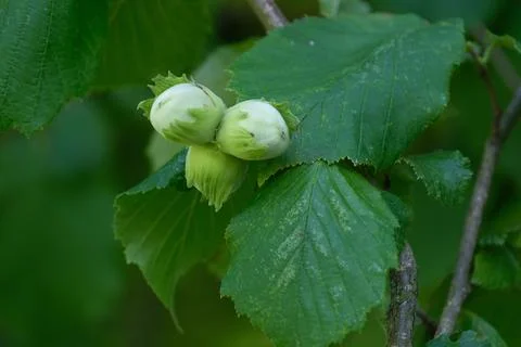 Cluster of unripe hazelnuts on hazel tree branch Stock Photos