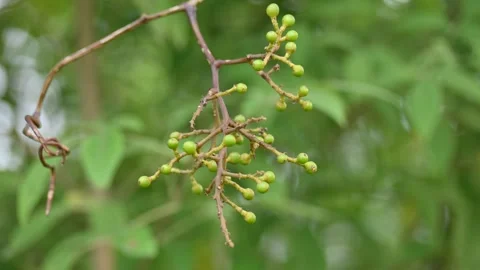 A cluster of unripe, small, spherical green berries of Ampelocissus latifolia. Stock-Footage 340862053