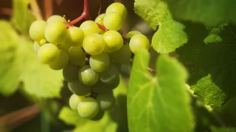 Cluster of Uripe Grapes on the Vine. 4k Ultra HD footage Stock Footage 97469010