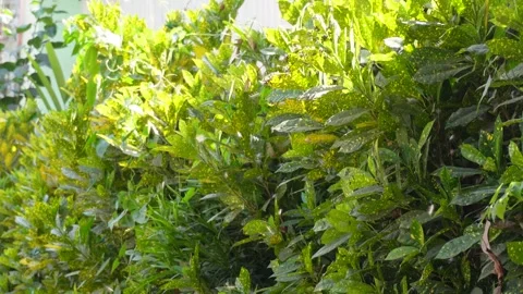 Cluster of Variegated Leaves Vidéo 333900079