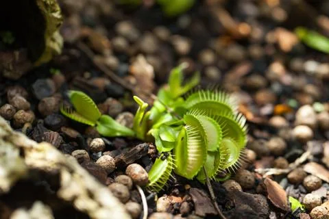 Cluster of venus flytrap plants 库存照片