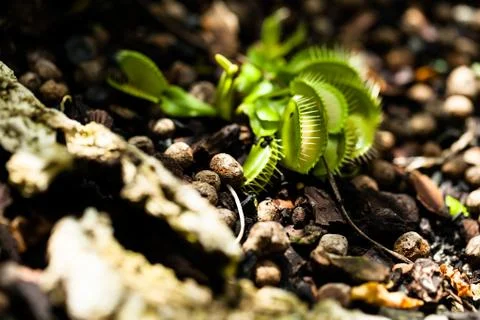 Cluster of venus flytrap plants Foto stock