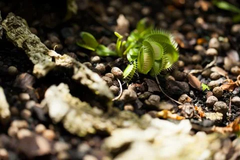 Cluster of venus flytrap plants Foto stock