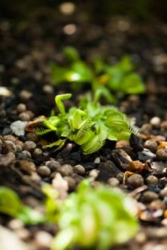 Cluster of venus flytrap plants Stock Photos