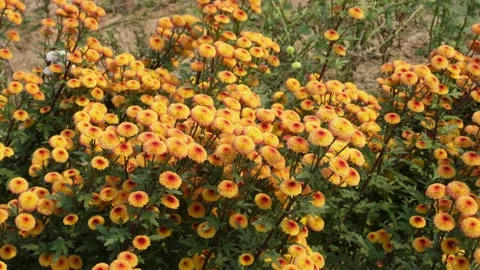 Cluster of vibrant chrysanthemum 스톡 동영상 332587212