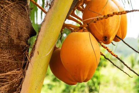 Cluster of vibrant golden coconuts hangs from a palm tree Foto stock