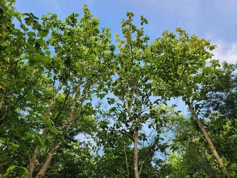 Cluster of vibrant green trees under a clear blue sky. Stock Photos