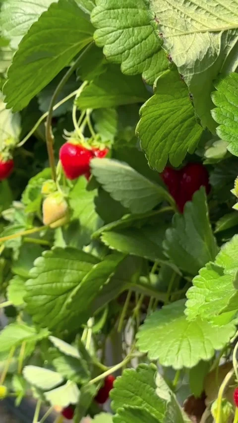 A cluster of vibrant red and ripening white strawberries hangs from green stems  Видео 346411127