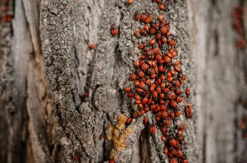 Cluster of Vibrant Red Bugs on Tree Bark Stock Photos
