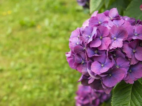 Cluster of violet hydrangeas on a shrub Stock Photos