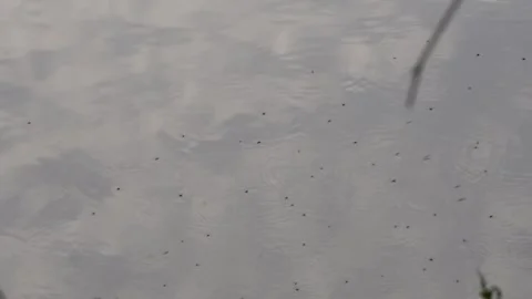 A cluster of water insect are floating on the body of the water Stock-Footage 314578592