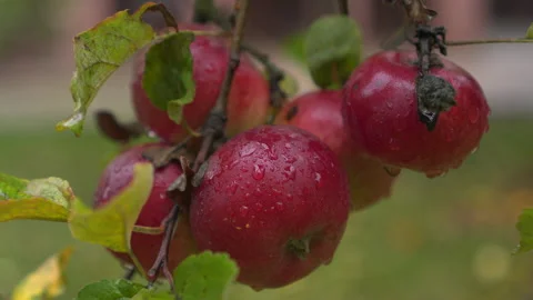 Cluster of wet red apples on tree 動画素材 348107522