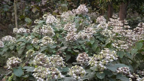 Cluster of White Blossoms Stock Footage 333917243
