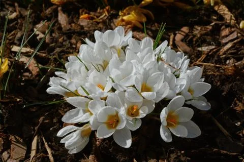 A cluster of white Crocuses Stock Photos