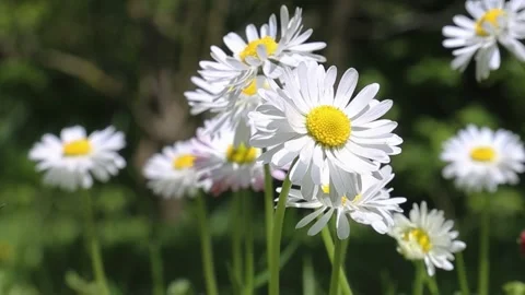 Cluster of white daisies with yellow centers gently swaying in breeze Stock Footage 309856492