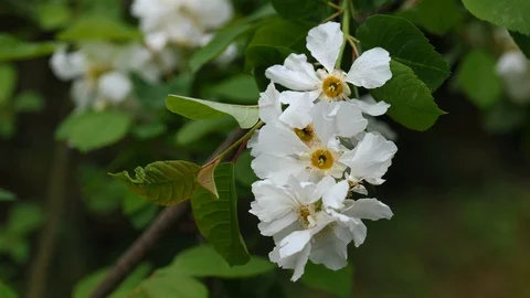 Cluster of white decorative spring flowers on a bush, 4K Stock Footage 106951186