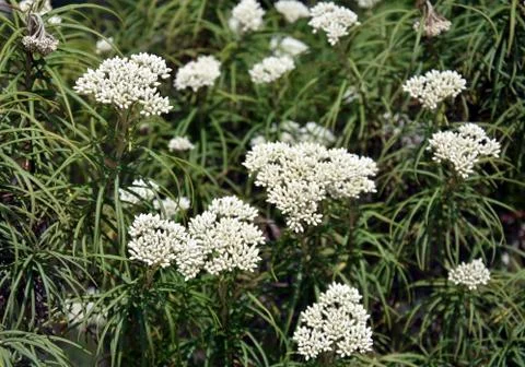 Cluster of white flowers Stock Photos