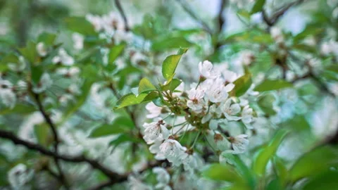 Cluster of white fruit tree flowers on thin branches Video stock 329863925