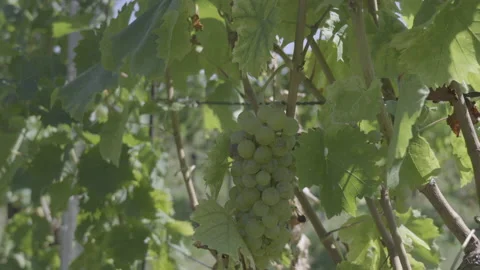 Cluster of white grapes on a grapevine on a windy day Stock Footage 164748030